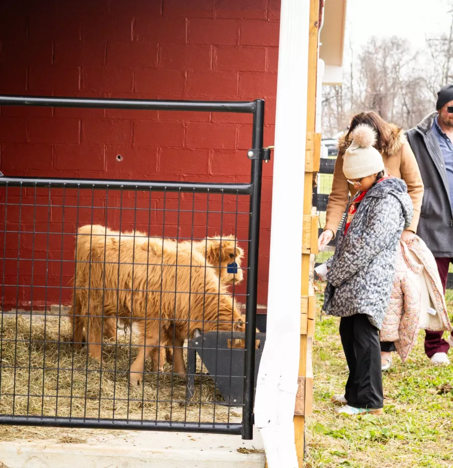 A Highland cow greets guests at the gate