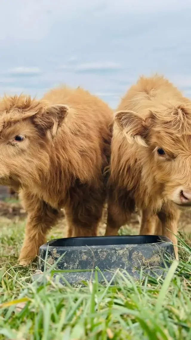 Milo and Otis, two fuzzy Highland calves, at Stockyard Brewery.