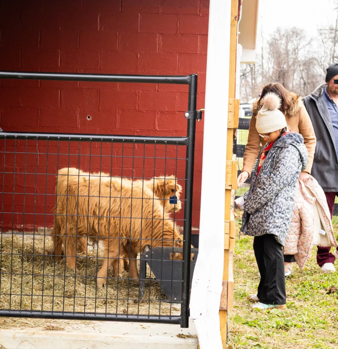 A Highland cow greets guests at the pasture gate.